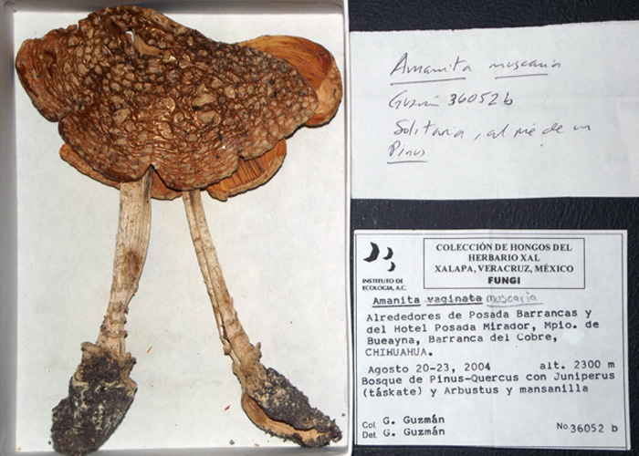 Amanita muscaria